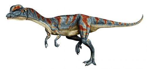 Dilophosaurus est un dinosaure carnivore avec deux grandes crêtes sur la tête, il a été vu dans le film Jurassic Park.