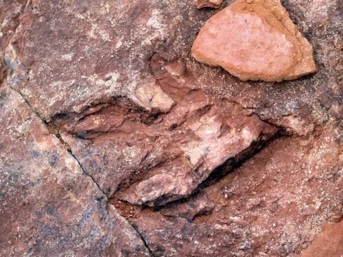 Empreinte de pas fossile de Dilophosaurus (Utah, USA).