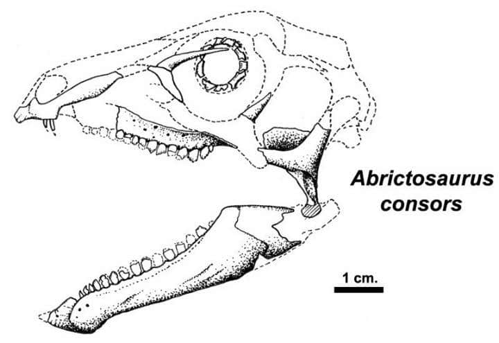 abrictosaurus-2.jpg