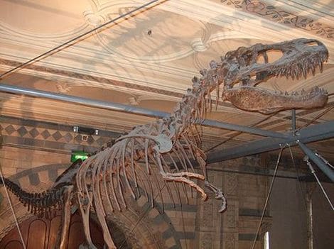Squelette fossile Albertosaure.