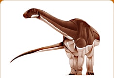 algoasaurus.jpg