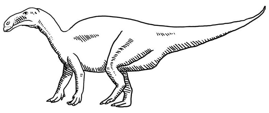 altirhinus.