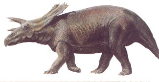 anchiceratops.