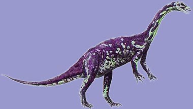 anchisaurus.