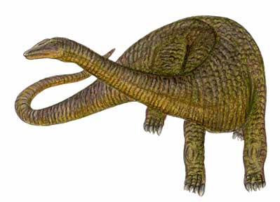 Apatosaurus.