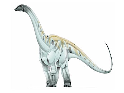 argyrosaurus.