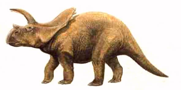 arrhinoceratops.