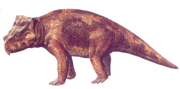 bagaceratops.