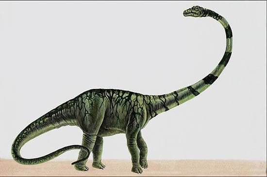 barosaurus.