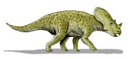 brachyceratops.