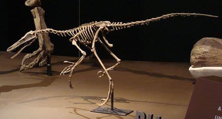 Fossile de Buitreraptor.