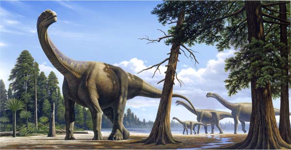 Camarasaurus.