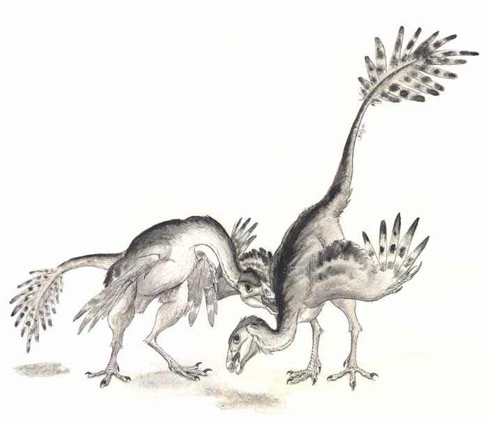 caudipteryx.