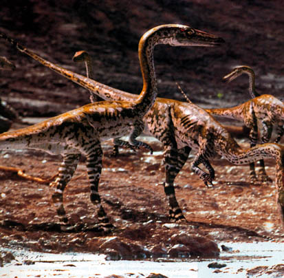 coelophysis.