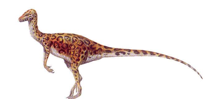 coelurus.