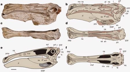 Fossiles de Deinocheirus.