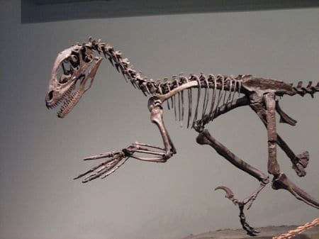 Fossile de Deinonychus.