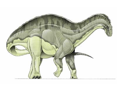 dicraeosaurus.