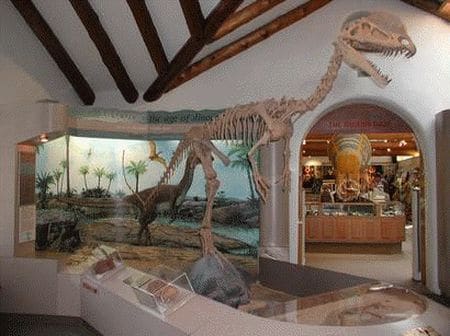 Fossiles de Dilophosaurus.