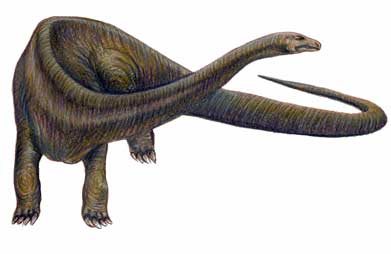 Diplodocus.