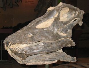 Crâne fossile du dinosaure Diplodocus.