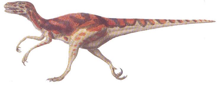 dromaeosaurus.