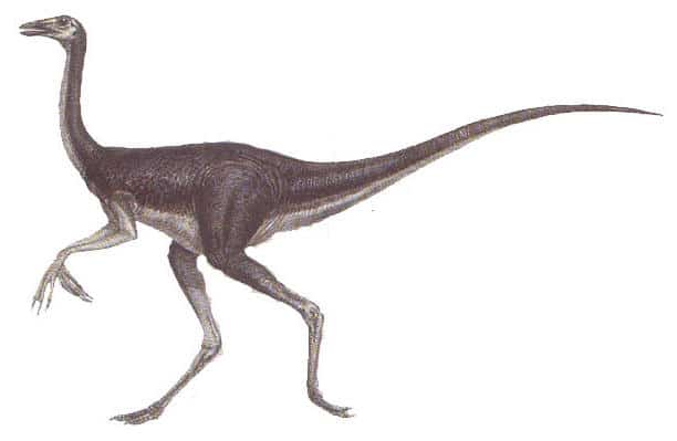 dromiceiomimus.