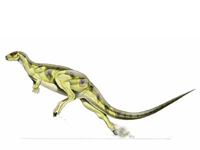 dryosaurus.