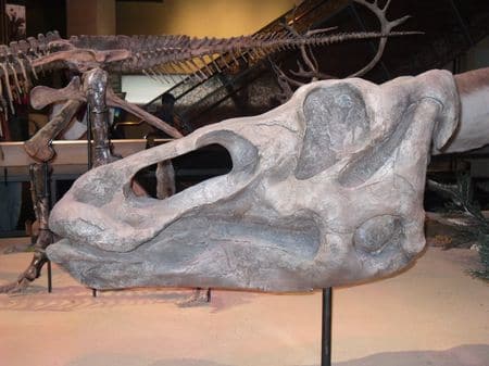 Crâne fossile du dinosaure Edmontosaurus.