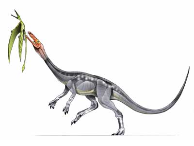 elaphrosaurus.
