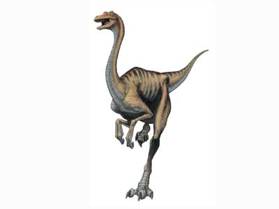 Dinosaure Gallimimus.