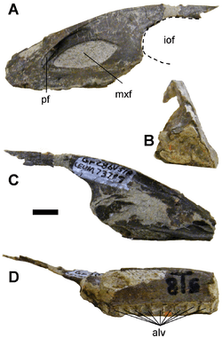 Fossiles du dinosaure Geminiraptor.