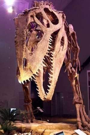 Giganotosaurus fossile.