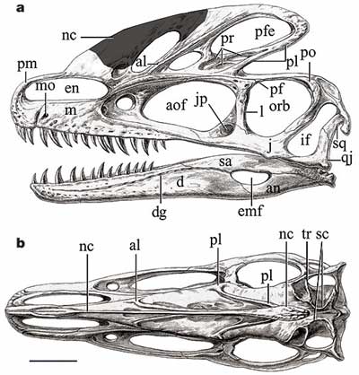 Crâne du dinosaure Guanlong.