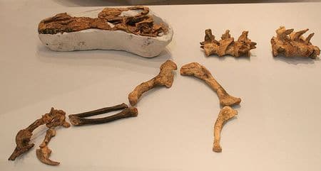 Fossiles du dinosaure Guanlong.