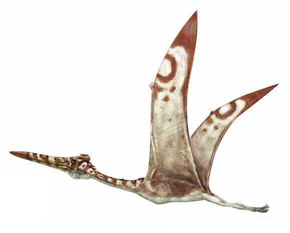 Hatzegopteryx.