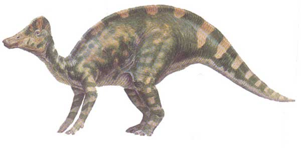 hypacrosaurus.