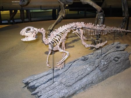 Squelette fossile d'Hypsilophodon.
