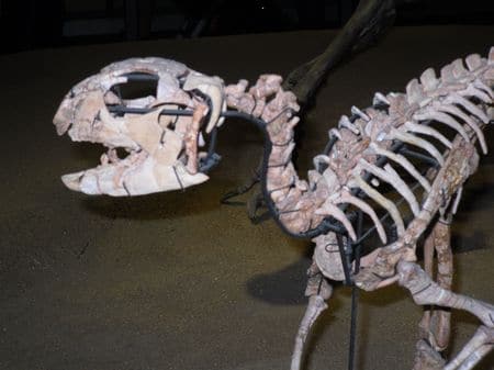Fossile d'Hypsilophodon.