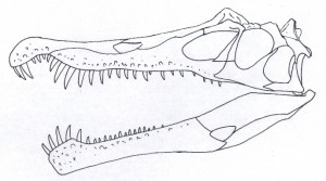 Dessin du crâne fossile d'Irritator.