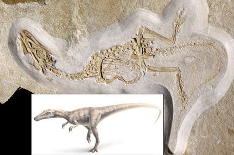 Fossile de dinosaure Juravenator.