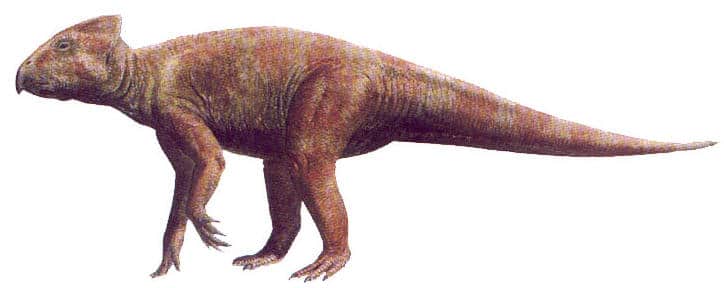 leptoceratops.
