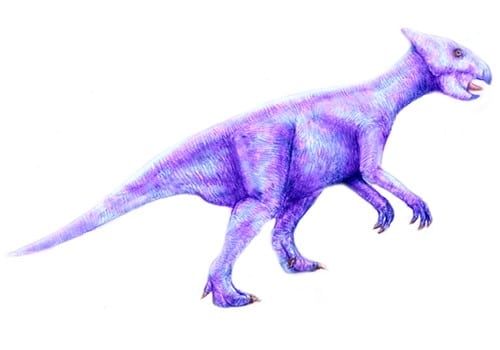 liaoceratops.