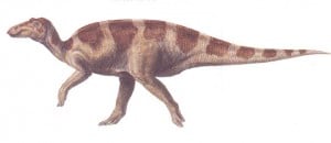 Le dinosaure Maiasaura.