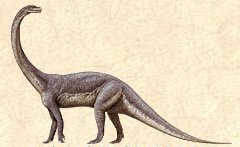 Massospondylus.