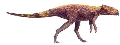 Dinosaure Microceratus.