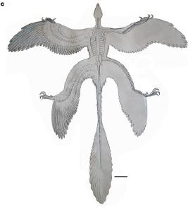 Microraptor.