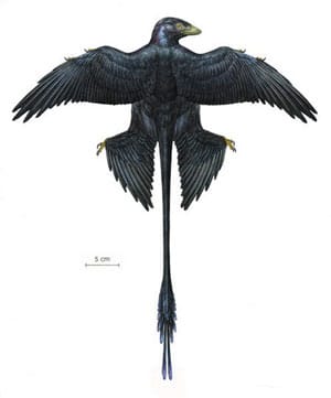 Microraptor avec ses plumes noires et sa longue queue.