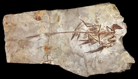 Fossile de Microraptor.