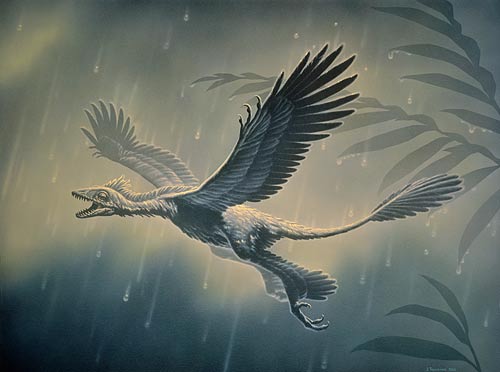 Microraptor en vol.